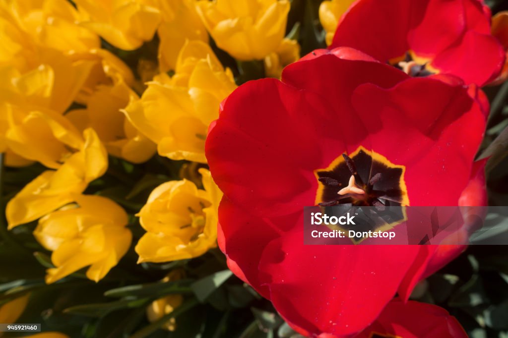 Colorful Tulip Garden Agricultural Field Stock Photo