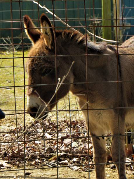 istock Donkey At The Zoo 945925958