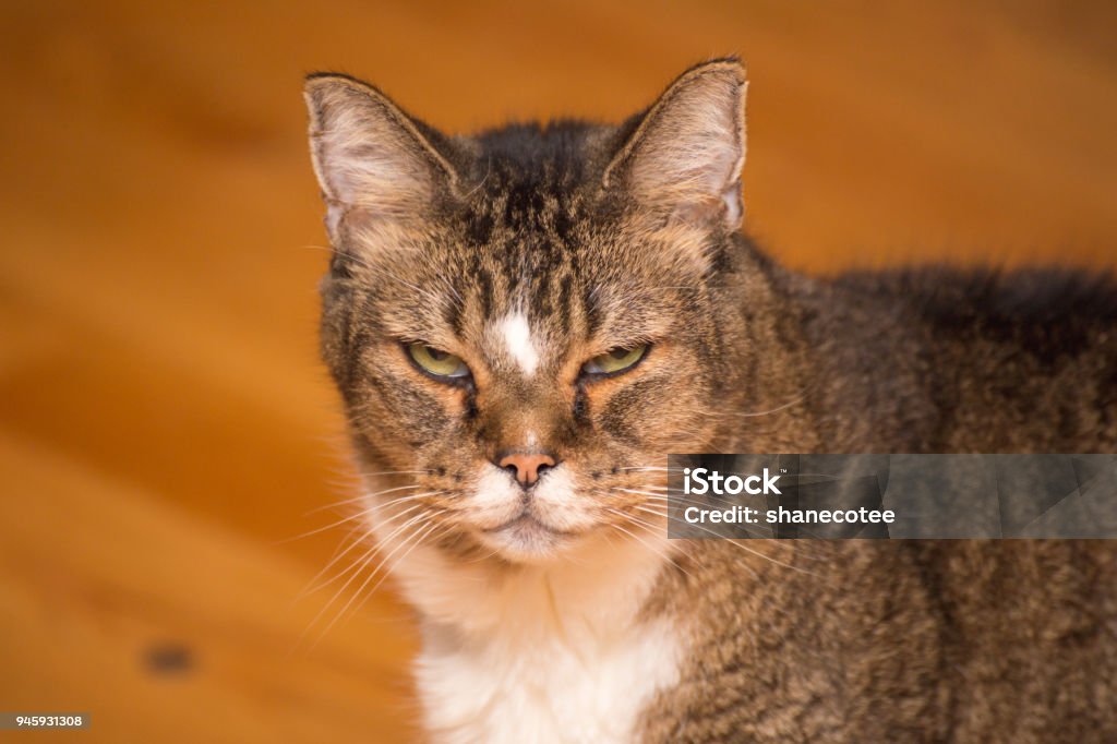 Grumpy Old Cat Glaring at Camera Older adult cat with black, brown, and white fur looking at the camera with a grumpy face. Meme Stock Photo