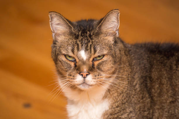 Grumpy Old Cat Glaring at Camera stock photo