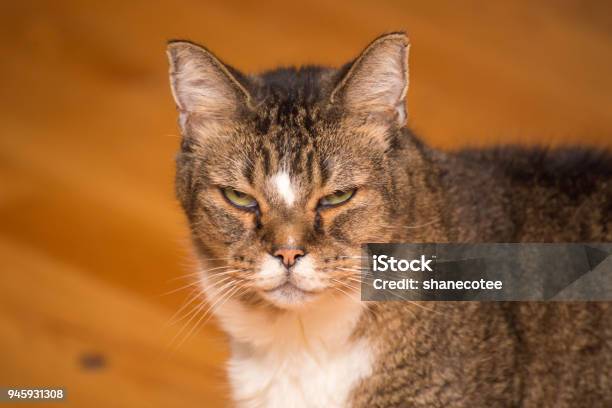 Grumpy Old Cat Glaring At Camera Stock Photo - Download Image Now - Meme, Domestic Cat, Animal