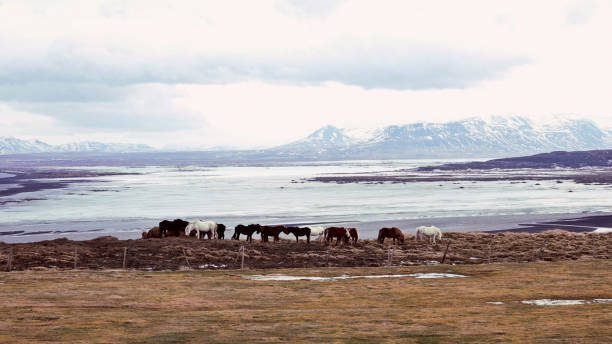 Icelandic horses standing on meadow. It's really windy outside, as you can see by their mane. Few horses are standing out from the group looking at the ground searching for fresh grass to eat.