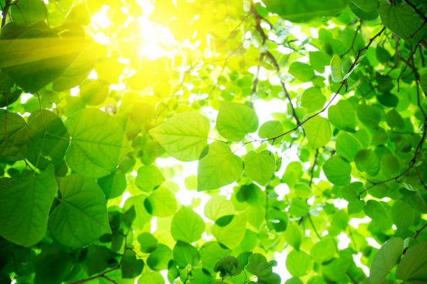 fond de feuilles vertes avec soleil - beech leaf photos et images de collection