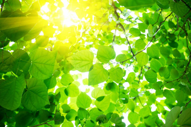 foglie verdi sfondo con luce solare - beech leaf foto e immagini stock