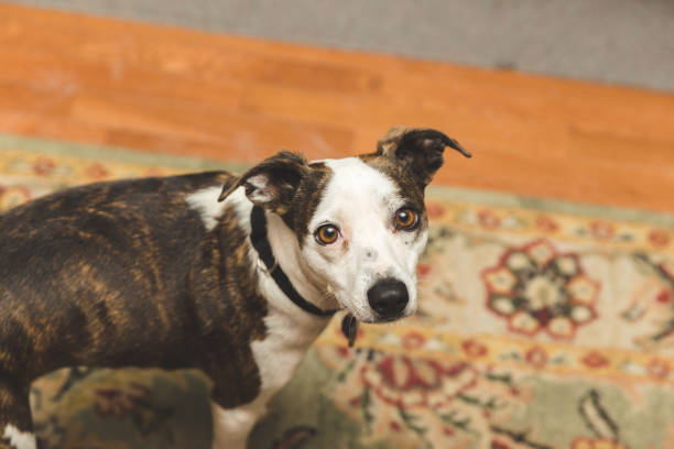 istock Small Dog with White, Black, and Brown Fur 945938736