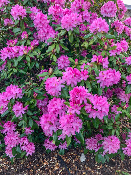 istock Hot Pink Rhody Plant in Full Bloom 945944814