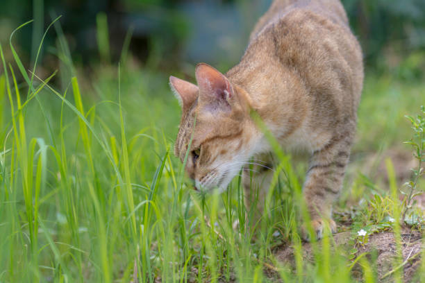 istock Cat eating grass in the field 945948120