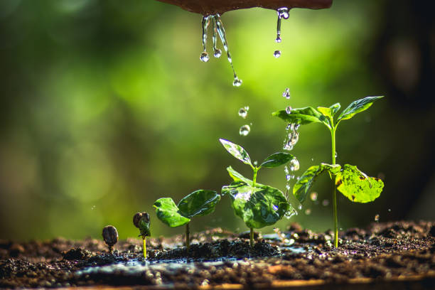 istock Growing Coffee Beans Watering and rain sapling Natural light and background 945950832