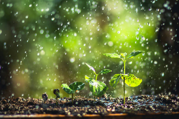 istock Growing Coffee Beans Watering and rain sapling Natural light and background 945950856