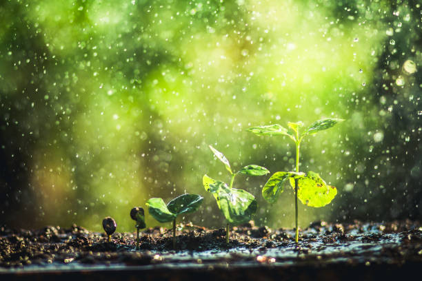 istock Growing Coffee Beans Watering and rain sapling Natural light and background 945950920