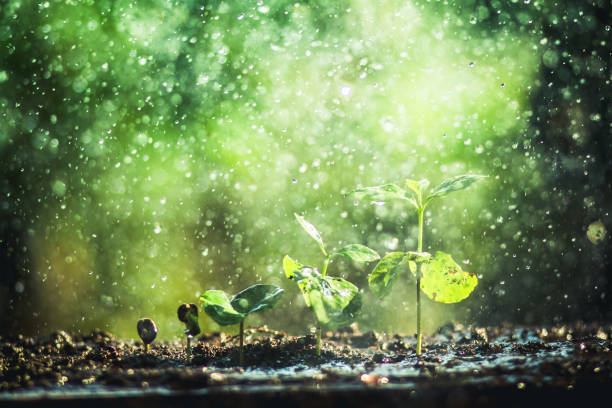 istock Growing Coffee Beans Watering and rain sapling Natural light and background 945950958