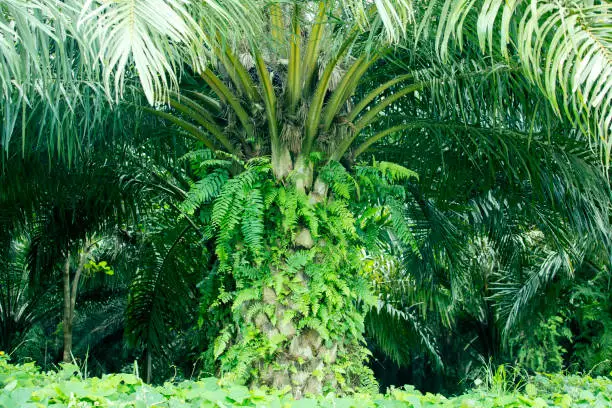 Green palm oil tree at Cikidang palm oil plantation, Sukabumi, West Java, Indonesia