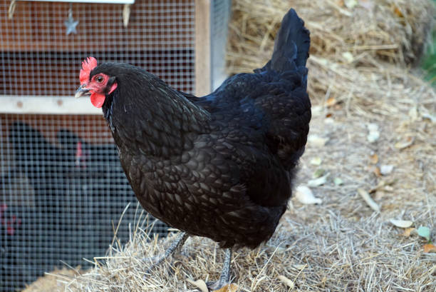 This beautiful Australorp hen lives on Koutz Farm in Texas.  In this photo, the hen is standing on a hay bale that was used to help insulate the coop on cold days.