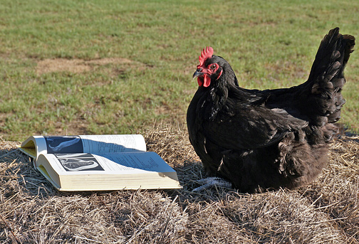 Who knew chickens could read?  In this photo, a hen sits calmly near a book for a photoshoot at Koutz Farm in Texas.