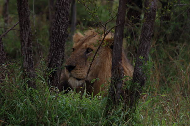 istock Male Lion Resting in the Grass after Kill 945954172