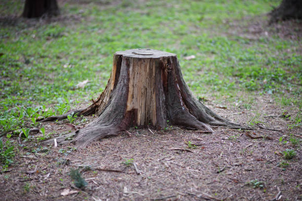 istock tree stump in woodland 945954470