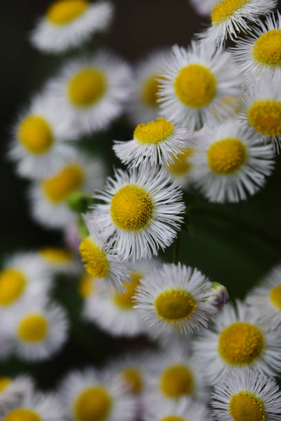 close-up of Erigeron philadelphicus