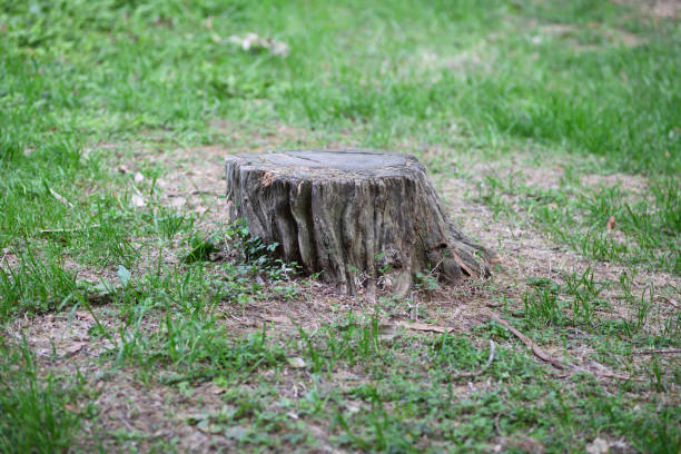 istock tree stump in woodland 945954738