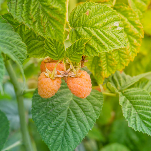 istock Organic ripe raspberry growing on tree in Washington, USA 945957324