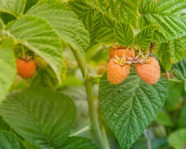 istock Organic ripe raspberry growing on tree in Washington, USA 945957400