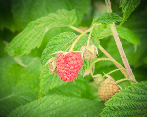 Organic ripe raspberry growing on tree in Washington, USA Close-up organic ripe and green raspberry growing on tree in Washington, USA. Juicy raspberries ready to harvest in summer garden. Agriculture background. Vintage tone Raspberry Grow, Nutrition Facts Uses And More Information stock pictures, royalty-free photos & images