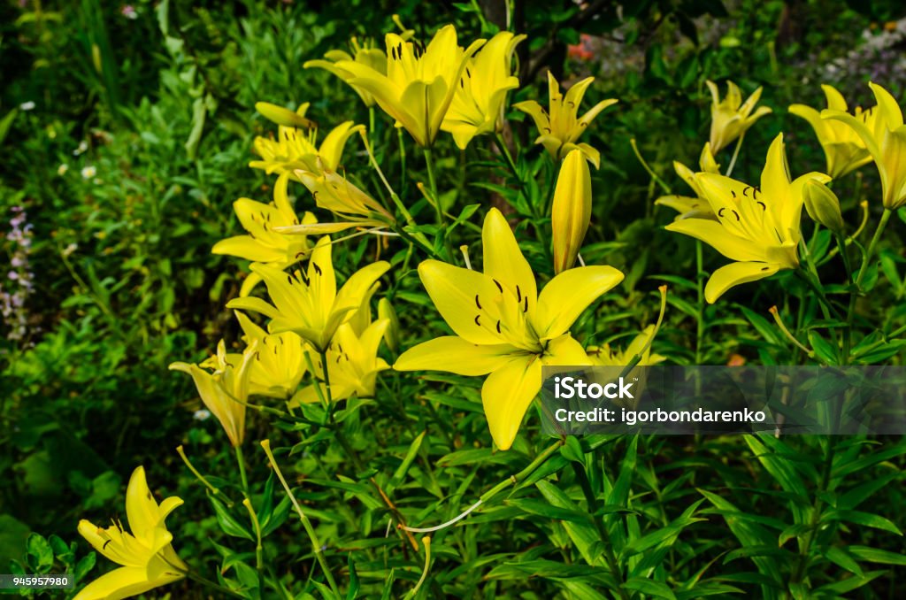 Foto de Lírio Amarelo Em Um Canteiro De Flores No Jardim e mais fotos de  stock de Amarelo - Amarelo, Beleza, Botânica - Assunto - iStock