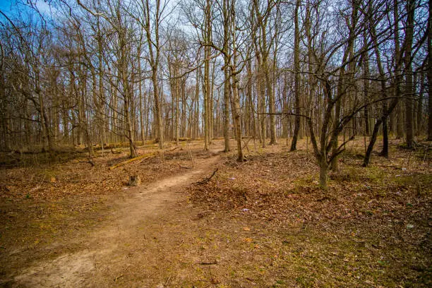 A Trail in the Forest