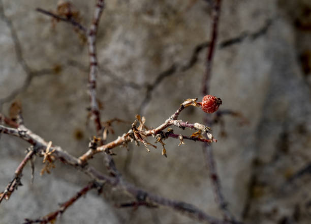 istock Bare Branch Growing Out of Rock and Clay 945968694