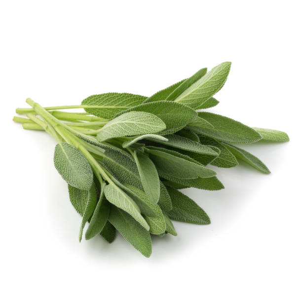 istock Sage plant isolated on a white background 945972650