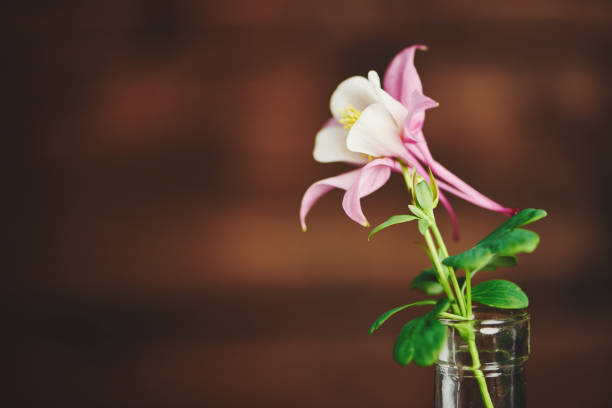 Beautiful columbine plant in full bloom
