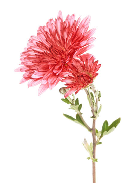 istock Flowers of chrysanthemum on a white background 945978054