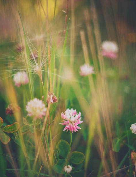 istock Delicate pink clover in natural sunlight 945978348