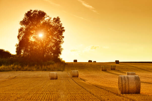 heuballen und feld stoppeln in goldener sonnenuntergang - heuballen stock-fotos und bilder