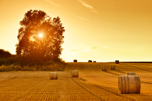 Hay bales and field stubble in golden sunset.