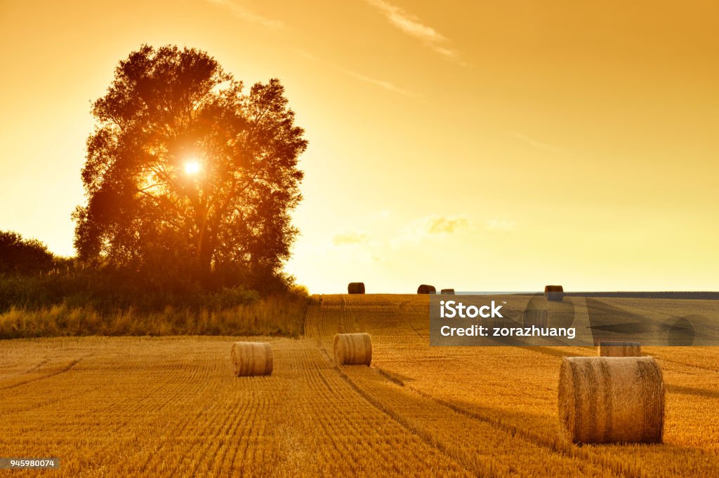 Hay Bales and Field Stubble in Golden Sunset Hay bales and field stubble in golden sunset. Autumn Stock Photo