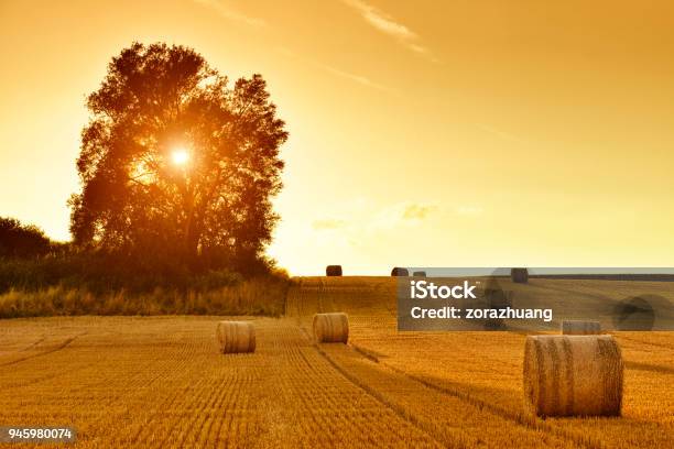Hay Bales And Field Stubble In Golden Sunset Stock Photo - Download Image Now - Autumn, Agricultural Field, Wheat