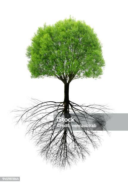 Grüner Frühling Baum Mit Einem Stamm Stockfoto und mehr Bilder von Wurzel - Wurzel, Baum, Weißer Hintergrund