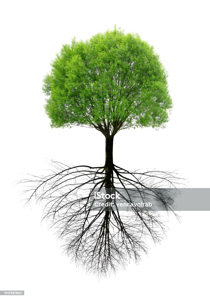 Green spring tree with a root. Green spring tree with a root isolated on white background. Root Stock Photo