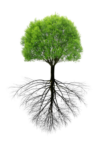 green spring tree with a root. - raiz imagens e fotografias de stock
