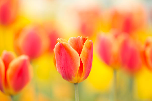 istock Tulip Flower Field 945982616