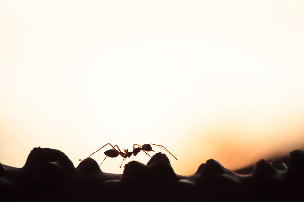 istock Weaver ants or green ants walking on the branch. 945987842