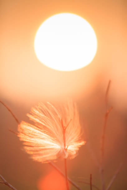 Comet wild seed hanging in the branch in summer season. Golden sunlight shining down around comet wild seed. Sunset  background.