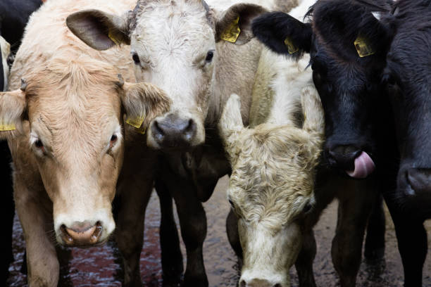 istock Farm cow in Ireland 945988738