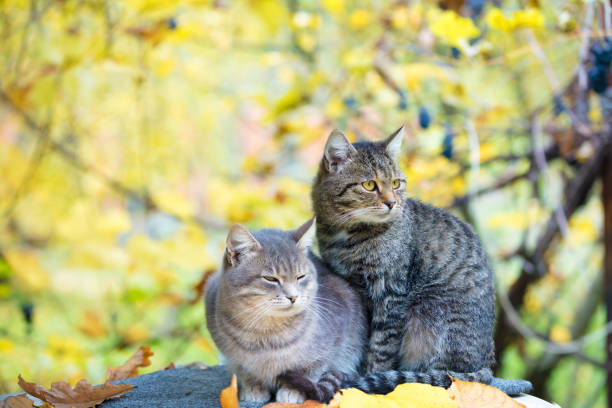 istock Two cats relaxing in the garden in autumn 945992694