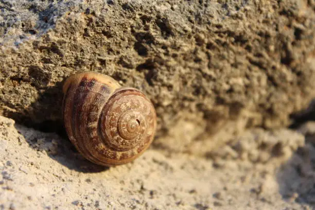 Snail shell attached to a weathered rock, in afternoon sunlight.