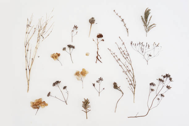 istock A lot of dried herbs isolated on white background. 945995658