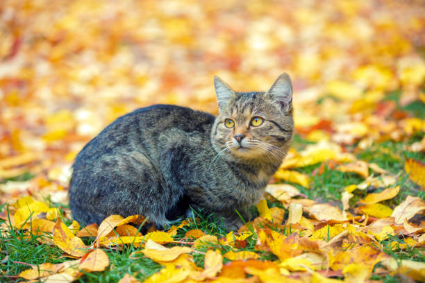 istock Cat sitting outdoor on the leaves in autumn 945995802