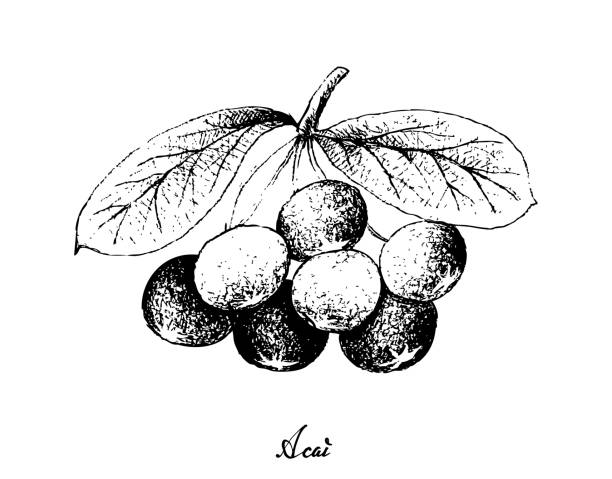 아카이 딸기의 흰색 바탕에 그려진 손 - cabbage palm stock illustrations