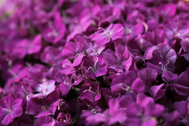istock bouquet of flowers 946000206