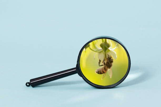 A bee on a flower under a magnifier on a light blue background. stock photo